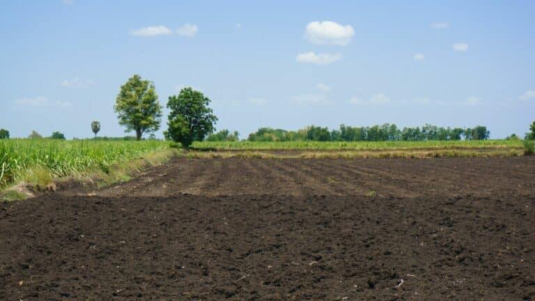 Valutazione di un terreno agricolo al mq: prezzo e calcolo del valore